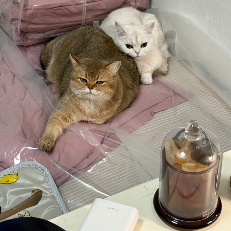 我的猫